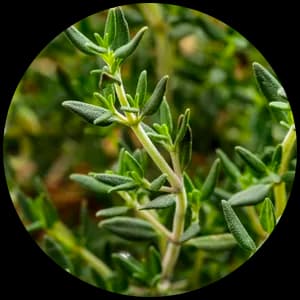 Thyme