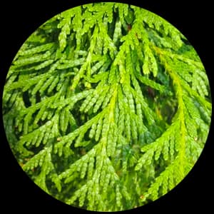Thuja