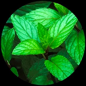 Peppermint