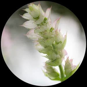Clary Sage