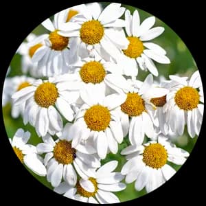 Chamomile