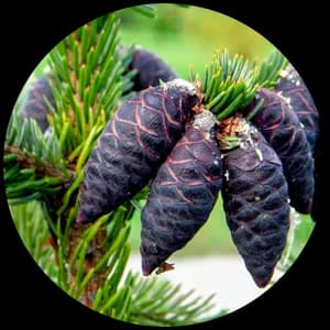 Black Spruce